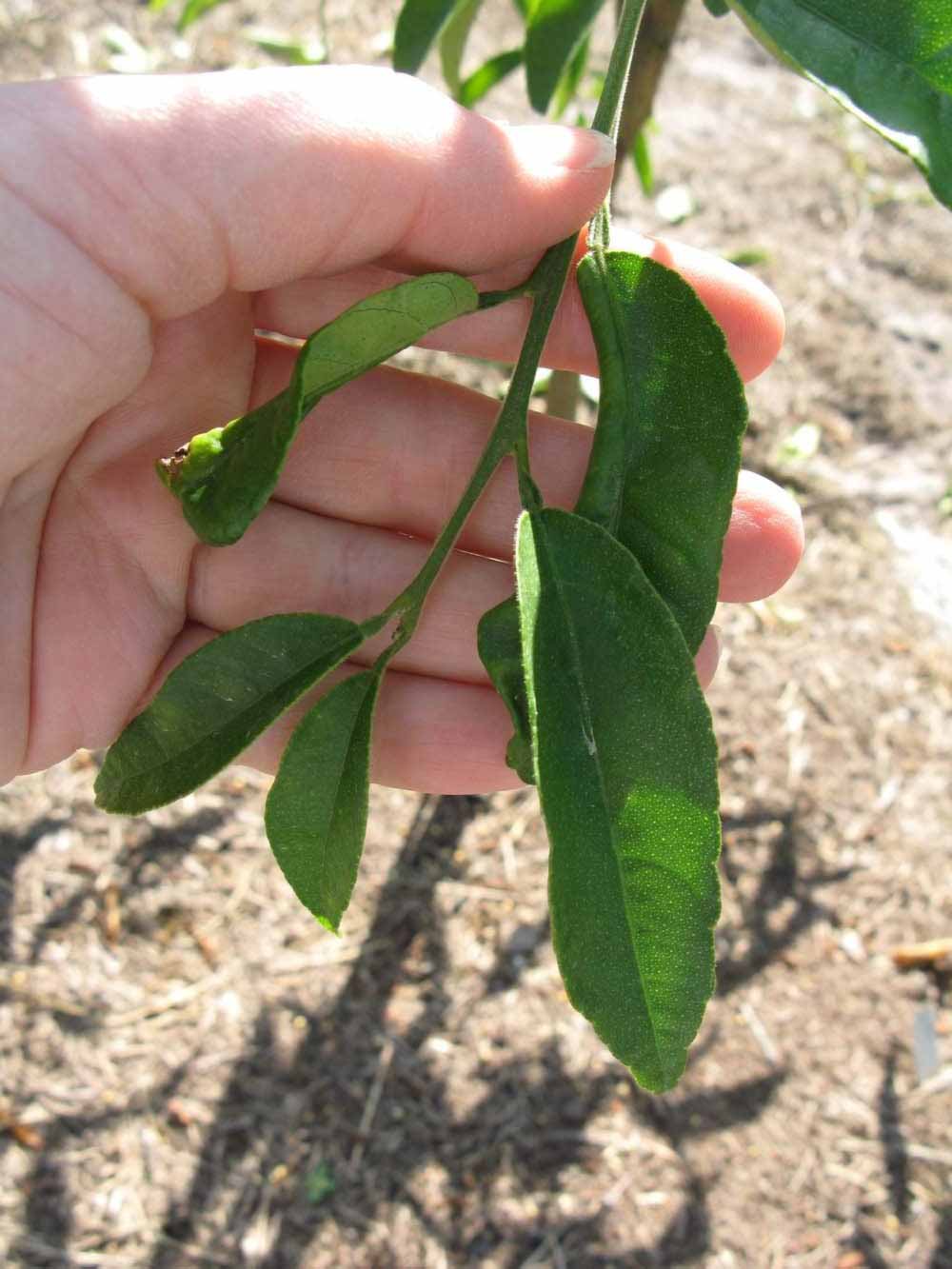            Shade leaves (Winter Haven, FL)   